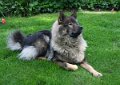 anusch (23)